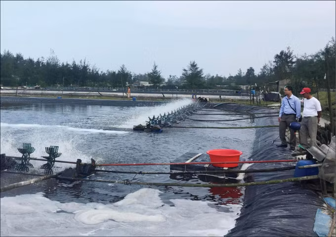 Thừa Thiên – Huế: Mô hình nuôi tôm trên cát bằng ao tròn đa lợi ích ảnh 1