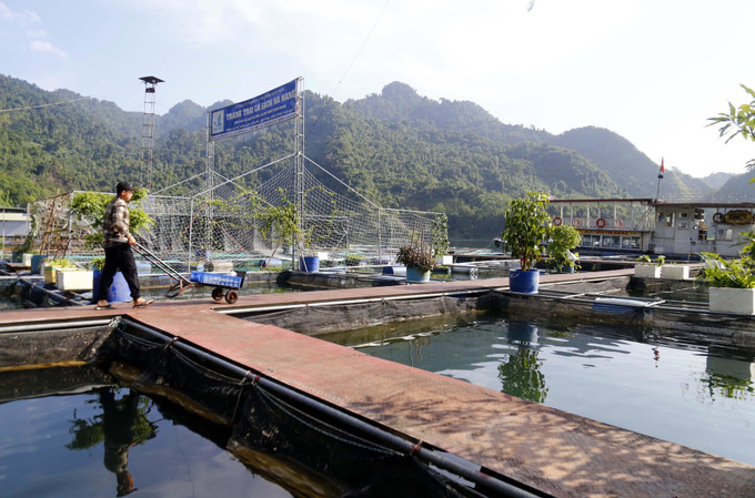 Trang trại nuôi cá sạch Na Hang của Công ty TNHH MTV thủy sản Nhật Nam ở khu vực thác Mơ, hồ thủy điện Tuyên Quang. Ảnh: Vũ Quang – TTXVN Tuyên Quang phát triển nuôi cá lồng trên sông, hồ ảnh 3
