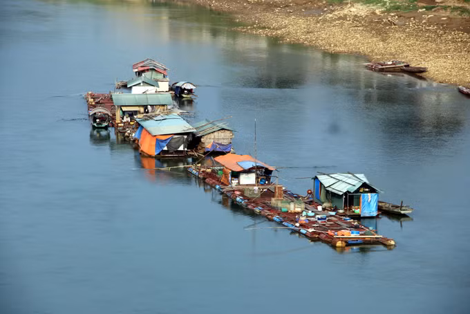 Tuyên Quang phát triển nuôi cá lồng trên sông, hồ ảnh 1