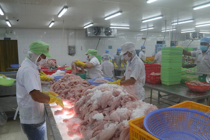 Chế biến cá da trơn xuất khẩu tại Công ty Cổ phần Gò Đàng (Tiền Giang). Ảnh: Minh Trí - TTXVN Năm 2022, Việt Nam xuất siêu 11,2 tỷ USD ảnh 1