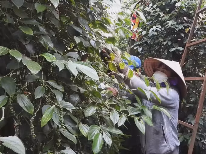 Thủ phủ hồ tiêu Bình Phước thiệt hại kép ảnh 1