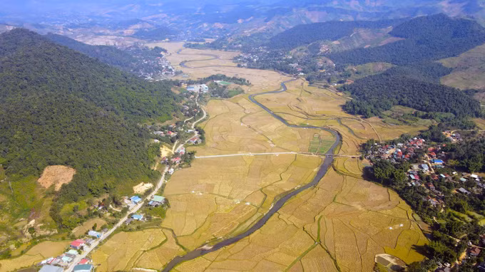 Sơn La phát huy thương hiệu đặc sản nếp tan Mường Và ảnh 1