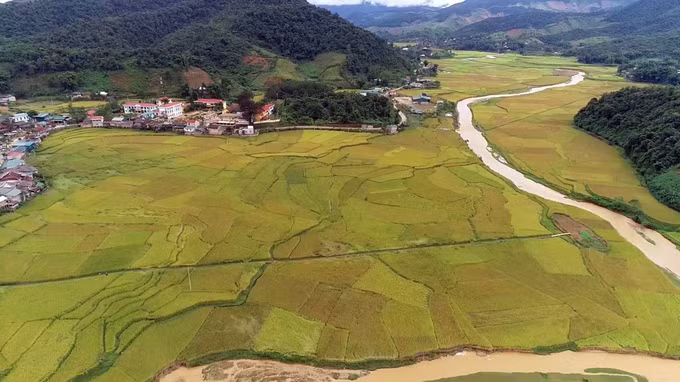 Sơn La phát huy thương hiệu đặc sản nếp tan Mường Và ảnh 7
