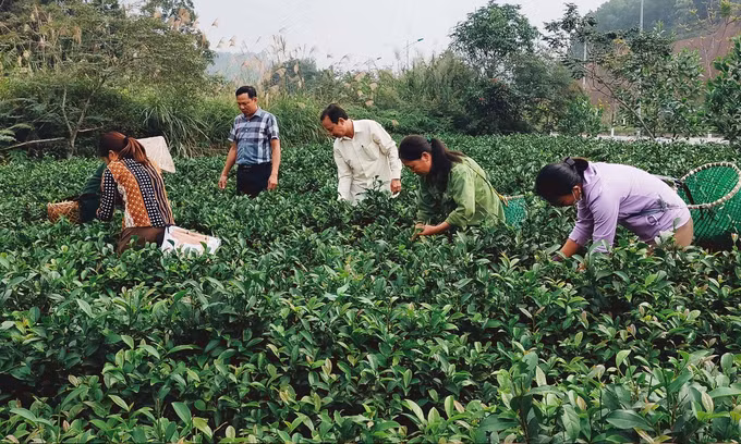 Xanh lại vùng chè trọng điểm Yên Bái ảnh 2