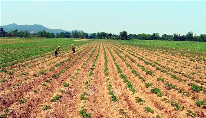 Hiện toàn tỉnh Nghệ An có trên 3.600 ha sắn nguyên liệu nhiễm bệnh khảm lá. Ảnh: Tá Chuyên – TTXVN Nghệ An có trên 3.600 ha sắn nhiễm bệnh khảm lá ảnh 2
