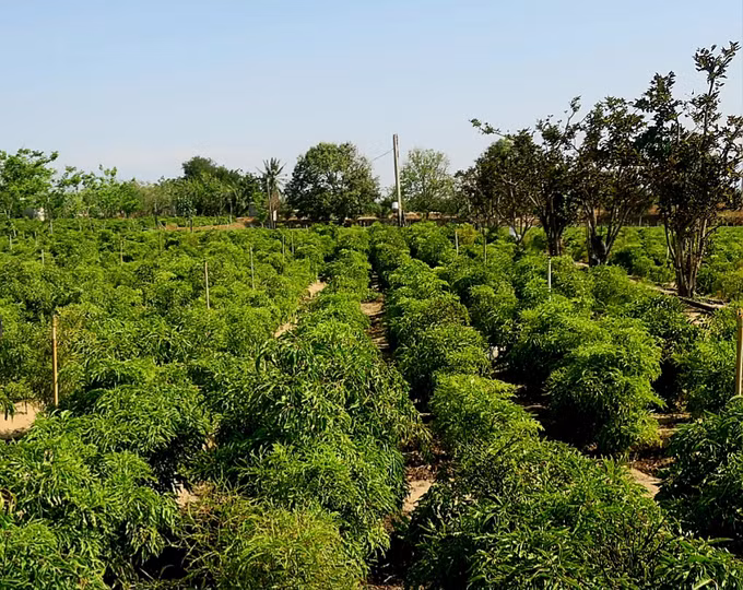 Bảo tồn, phát triển nguồn gen cây dược liệu quý tại Ninh Thuận ảnh 1