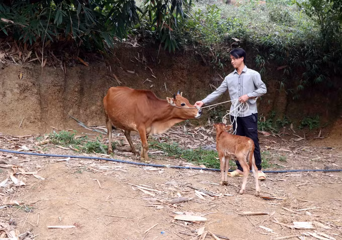 Tuyên Quang: Tạo sinh kế bền vững đòn bẩy giúp đồng bào dân tộc thoát nghèo ảnh 2