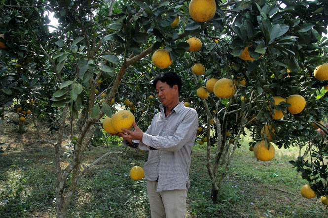 Bưởi Diễn trồng trên đất Võ Nhai (Thái Nguyên). Ảnh: baothainguyen.org.vn Vị ngọt bưởi Diễn trên đất Tràng Xá ảnh 1