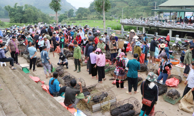 Khu vực chợ lợn San Thàng nhộn nhịp người bán, người mua. Ảnh: Nguyễn Oanh - TTXVN Du lịch Việt Nam: Độc đáo chợ phiên San Thàng, Lai Châu ảnh 1