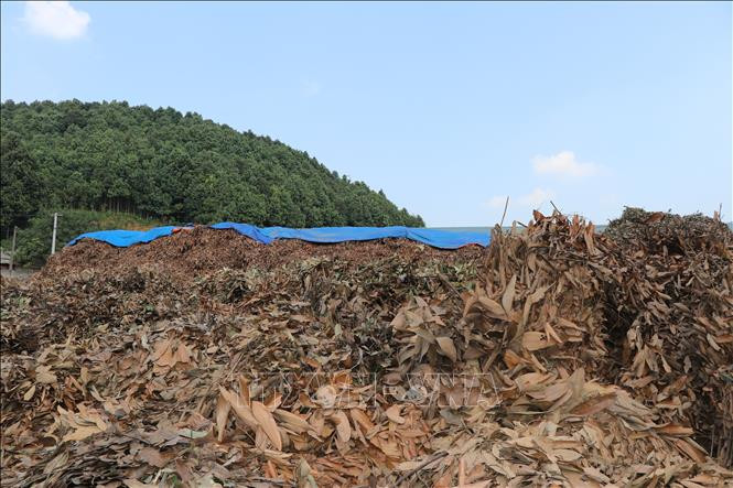 Công ty Quế hồi Việt Nam tại xã Đào Thịnh, huyện Trấn Yên thu mua cành và lá quế. Ảnh: Tiến Khánh - TTXVN Yên Bái phát triển cây quế bền vững ảnh 4