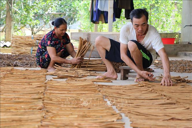 Vào mùa thu hoạch, người dân vùng quế bận rộn với việc sơ chế trước khi giao bán cho các nhà máy chế biến. Ảnh: Tiến Khánh - TTXVN Yên Bái phát triển cây quế bền vững ảnh 3