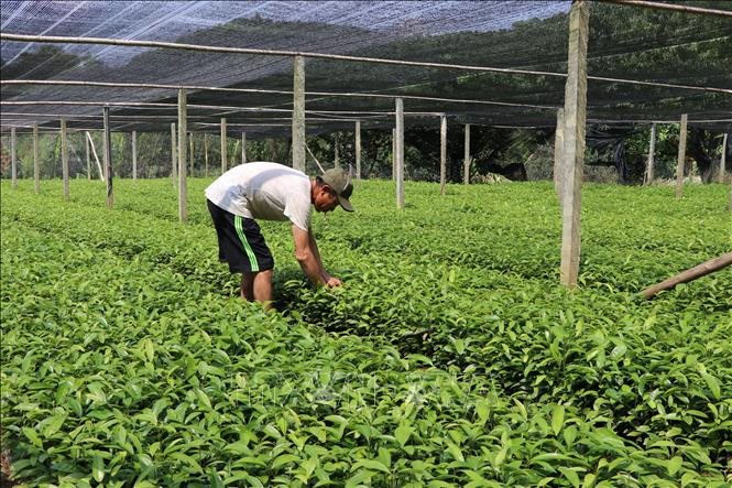 Vươn ươm quế giống của gia đình ông Vũ Văn Kế, khu 3, xã Đào Thịnh, huyện Trấn Yên, tỉnh Yên Bái. Ảnh: Tiến Khánh - TTXVN Yên Bái phát triển cây quế bền vững ảnh 1