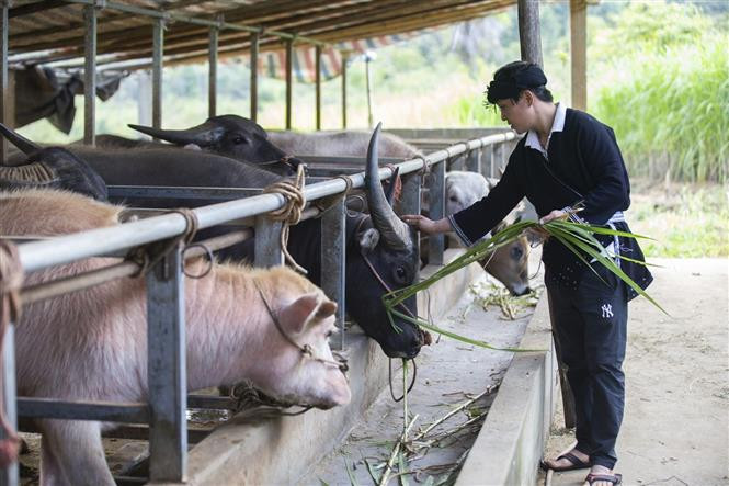 Từ nguồn vốn vay chính sách, gia đình ông Bàn Văn Toàn ở xóm Tằm, xã Cao Sơn, huyện Đà Bắc đã đầu tư làm chuồng nuôi và mua trâu giống để phát triển kinh tế gia đình. Ảnh: Trọng Đạt - TTXVN Hòa Bình có hơn 30 nghìn lượt người nghèo, chính sách được vay vốn ảnh 2