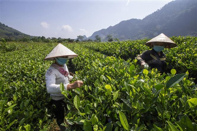 Gia đình ông Nguyễn Văn Đức ở xóm Sèo, xã Cao Sơn, huyện Đà Bắc phát triển mô hình vườn chè quê nhà từ nguồn vốn vay 20 triệu đồng của Ngân hàng Chính sách Xã hội huyện Đà Bắc. Hiện nay gia đình ông Đức đã ổn định kinh tế, thoát nghèo bền vững. Ảnh: Trọng Đạt -TTXVN Hòa Bình có hơn 30 nghìn lượt người nghèo, chính sách được vay vốn ảnh 7