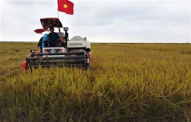 Hiệu quả từ giống lúa mới QS88 canh tác theo phương pháp hữu cơ. Ảnh: TTXVN phát Quảng Bình: Hiệu quả từ giống lúa mới canh tác theo phương pháp hữu cơ ảnh 3