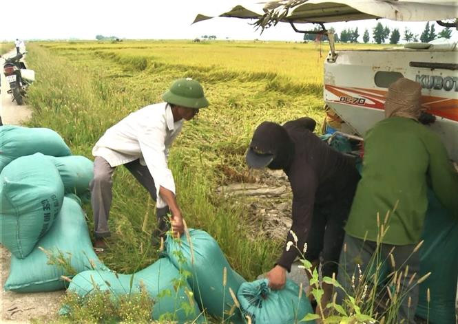 Hiệu quả từ giống lúa mới QS88 canh tác theo phương pháp hữu cơ. Ảnh: TTXVN phát Quảng Bình: Hiệu quả từ giống lúa mới canh tác theo phương pháp hữu cơ ảnh 2