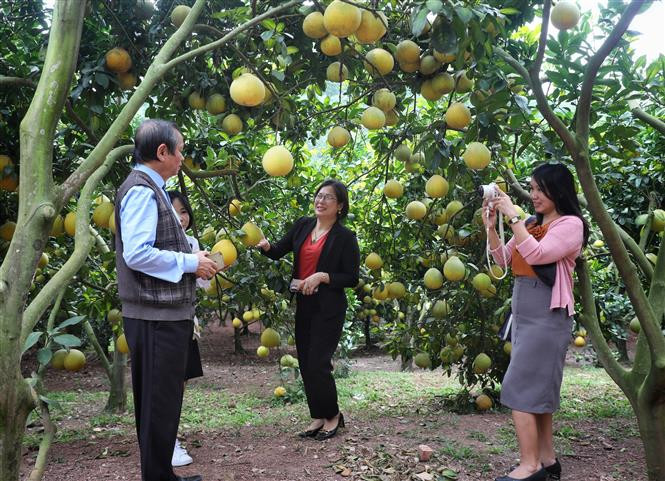 Du khách thích thú trải nghiệm du lịch miệt vườn mùa cam, bưởi tại Lục Ngạn, Bắc Giang. Ảnh: Danh Lam - TTXVN Bắc Giang phát triển du lịch cộng đồng ảnh 1