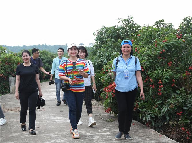 Khách du lịch tham quan và chụp ảnh lưu niệm vào mùa vải tại Lục Ngạn, Bắc Giang. Ảnh: Danh Lam - TTXVN Bắc Giang phát triển du lịch cộng đồng ảnh 2