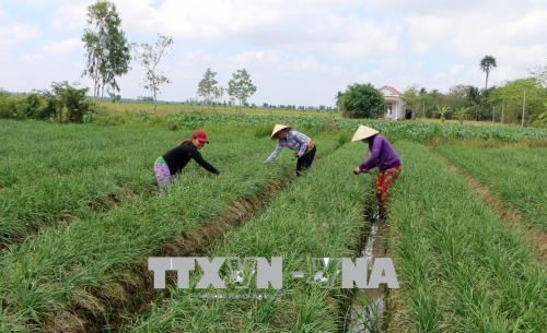 Đồng bào Khmer ở xã Phú Mỹ, huyện Mỹ Tú trồng hẹ bông trên chân ruộng cho thu nhập cao. Ảnh: Trung Hiếu - TTXVN Những mô hình thích ứng hiệu quả với hạn mặn của nông dân Sóc Trăng ảnh 1