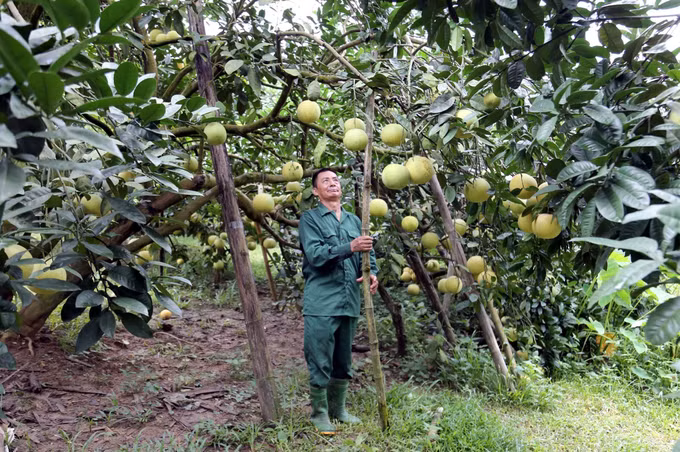 Bưởi đường - Cây thoát nghèo ở Tuyên Quang ảnh 3