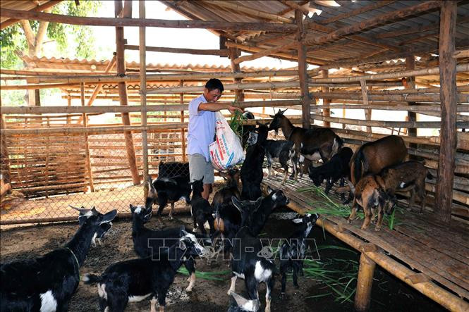 Ông Bạc Cầm Nói chăm sóc đàn dê của gia đình. Ảnh: Quang Quyết-TTXVN Ông Bạc Cầm Nói thực hiện hiệu quả chuyển đổi cơ cấu cây trồng, vật nuôi ảnh 2