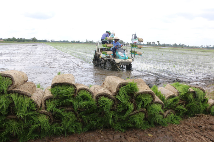 Cấy lúa tại cánh đồng xã Mỹ Đông, huyện Tháp Mười (Đồng Tháp). Ảnh: Nguyễn Văn Trí – TTXVN Đồng Tháp nhân rộng 19 mô hình sản xuất nông nghiệp hiệu quả ảnh 2