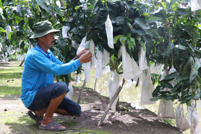 Nông dân xã Tân Mỹ, huyện Thanh Bình bao trái xoài để tránh sâu bệnh và hạn chế tiếp xúc thuốc bảo vệ thực vật. Ảnh: Nguyễn Văn Trí - TTXVN Đồng Tháp nhân rộng 19 mô hình sản xuất nông nghiệp hiệu quả ảnh 1