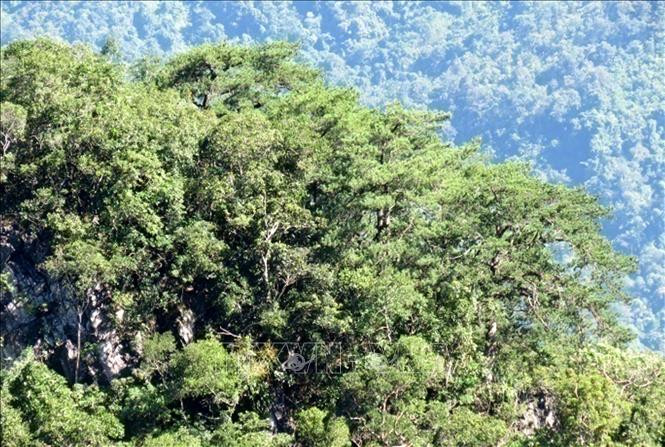 Cây Thông Pà Cò phân bố sườn Tây Nam (tiểu khu 270), Khu bảo tồn thiên nhiên Pù Luông. Ảnh: TTXVN phát Bảo tồn thành công hai loài thông quý hiếm tại Khu bảo tồn thiên nhiên Pù Luông, Thanh Hóa ảnh 3