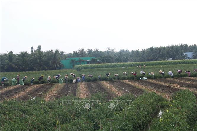 Nông dân làm việc trên cánh đồng trồng ớt ở huyện Chợ Gạo. Ảnh: Minh Trí - TTXVN Chuyển 5.400 ha đất lúa vùng khó sang trồng cây hiệu quả kinh tế cao ảnh 1