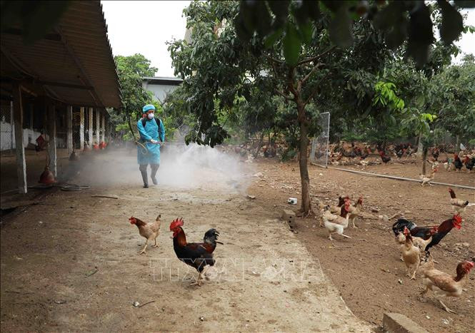 Nhân viên thú y phun hoá chất tiêu độc khử trùng khu vực chăn nuôi . Ảnh: Vũ Sinh - TTXVN Quảng Trị khẩn trương dập ổ dịch cúm A/H5N8 trên đàn gia cầm ảnh 1