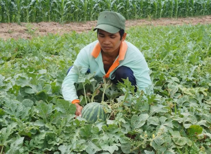 Trà Vinh: Khuyến khích nông dân ứng dụng khoa học trong chuyên canh cây màu ảnh 2