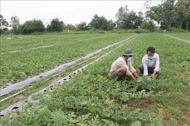 Ông Thạch Sa Quơne (bên trái) ở xã Long Sơn, huyện Cầu Ngang (Trà Vinh) chăm sóc ruộng dưa 0,4 ha sắp thu hoạch. Ảnh: Thanh Hòa - TTXVN Nông dân Trà Vinh chuyển lúa vụ 3 sang trồng màu cho thu nhập cao ảnh 1