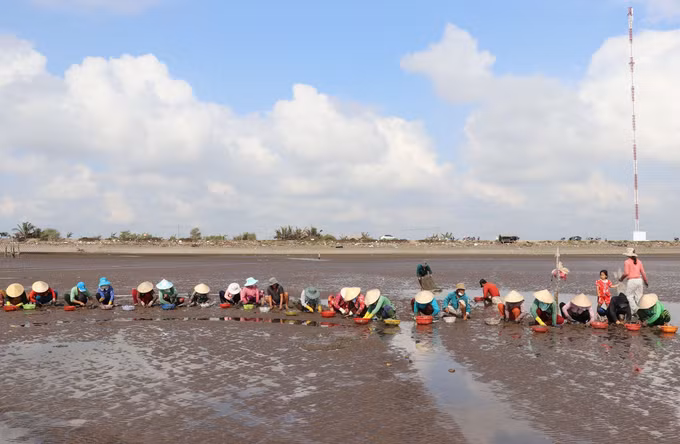 Nghêu được giá, người nuôi phấn khởi ảnh 1