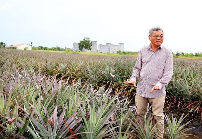 Ông Nguyễn Văn Sáu chia sẻ về kỹ thuật trồng dứa trên đất nhiễm phèn. Ảnh: Hồng Đạt - TTXVN Người nông dân Nguyễn Văn Sáu “bắt” đất phèn cho trái ngọt ảnh 1