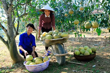 Bước tiến mới từ sản phẩm OCOP ở Yên Bái ảnh 1