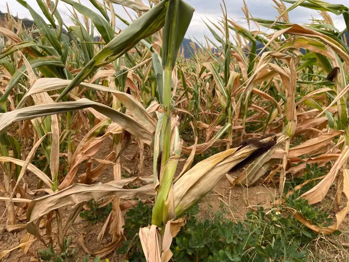 Sản xuất nông nghiệp ở Lai Châu gặp khó do khô hạn ảnh 2