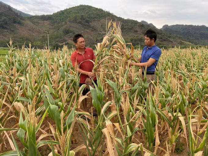 Sản xuất nông nghiệp ở Lai Châu gặp khó do khô hạn ảnh 1