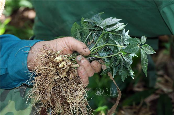 Công nhân Công ty cổ phần sâm Ngọc Linh Kon Tum đang nhổ sâm giống tại vườn ươm để đi trồng. Ảnh: Cao Nguyên-TTXVN Lần đầu tiên tỉnh Kon Tum tổ chức phiên chợ về sâm Ngọc Linh ảnh 1