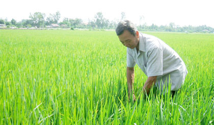 Ông Nguyễn Văn Đức bên ruộng lúa giống. Ảnh: baoapbac.vn Ông Nguyễn Văn Đức đưa khoa học công nghệ về ruộng đồng Ấp Bắc, giành những vụ mùa bội thu ảnh 1
