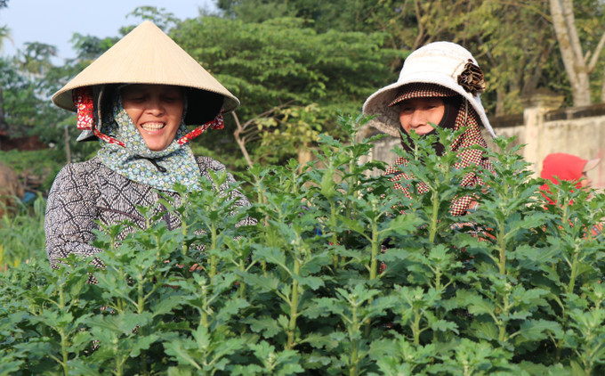 Giá hoa cúc được thương lái đặt mua cao hơn 30.000 đồng/chậu so với năm trước, nên người trồng hoa rất phấn khởi. Ảnh: Phạm Cường-TTXVN Làng hoa Nghĩa Hiệp ở Quảng Ngãi rộn ràng vào Tết ảnh 3