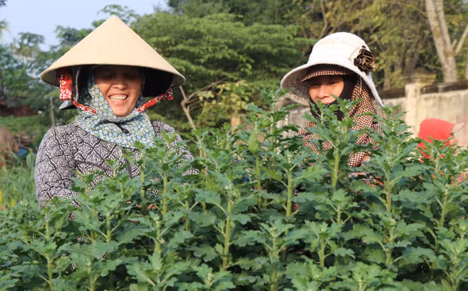 Làng hoa Nghĩa Hiệp ở Quảng Ngãi rộn ràng vào Tết ảnh 3