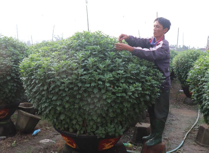 1.000 chậu cúc của ông Trương Minh Đức (thôn Hải Môn, xã Nghĩa Hiệp) đã được thương lái đặt hàng. Ảnh: Phạm Cường-TTXVN Làng hoa Nghĩa Hiệp ở Quảng Ngãi rộn ràng vào Tết ảnh 2