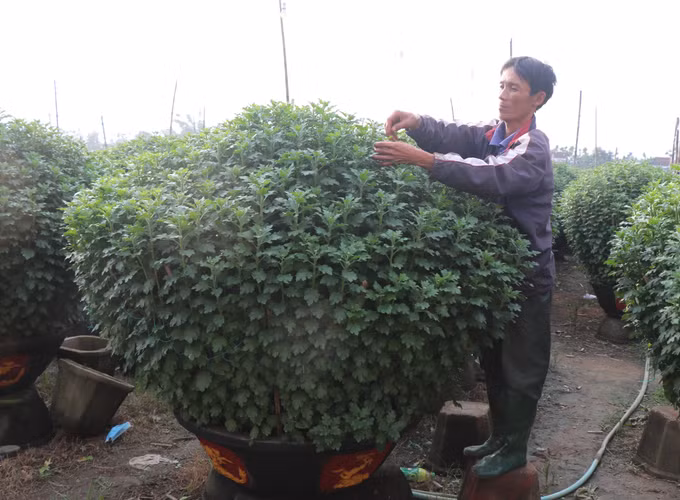Làng hoa Nghĩa Hiệp ở Quảng Ngãi rộn ràng vào Tết ảnh 2