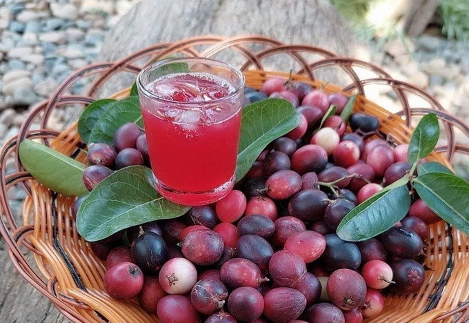Quả si rô chín có màu sắc rất đẹp được dùng để chế biến nhiều loại thức uống ngon miệng, giàu dinh dưỡng. Ảnh: TTXVN phát Triển vọng phát triển kinh tế từ cây si rô ở xứ nắng Ninh Thuận ảnh 1