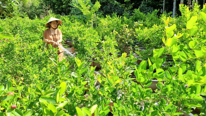Chị Nguyễn Ngọc Uyên Trinh chăm sóc vườn cây si rô trồng làm cây kiểng. Ảnh: Nguyễn Thành – TTXVN Triển vọng phát triển kinh tế từ cây si rô ở xứ nắng Ninh Thuận ảnh 3
