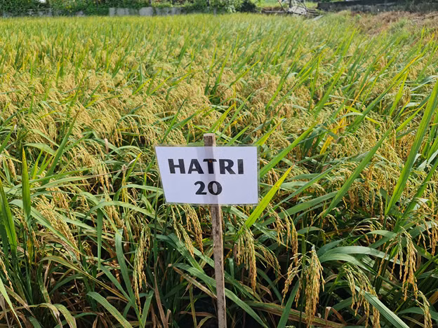 Trà Vinh đưa vào canh tác nhiều giống lúa chống chịu hạn, mặn ảnh 1