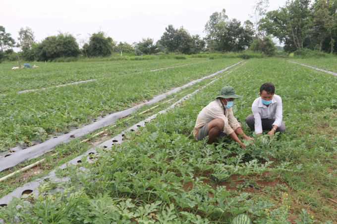 Ông Thạch Sa Quơne (bên trái), xã Long Sơn, huyện Cầu Ngang chăm sóc ruộng dưa 0,4 ha sắp thu hoạch. Ảnh: Thanh Hòa- TTXVN Trà Vinh xây dựng, nhân rộng các mô hình, dự án hỗ trợ hộ nghèo ảnh 1