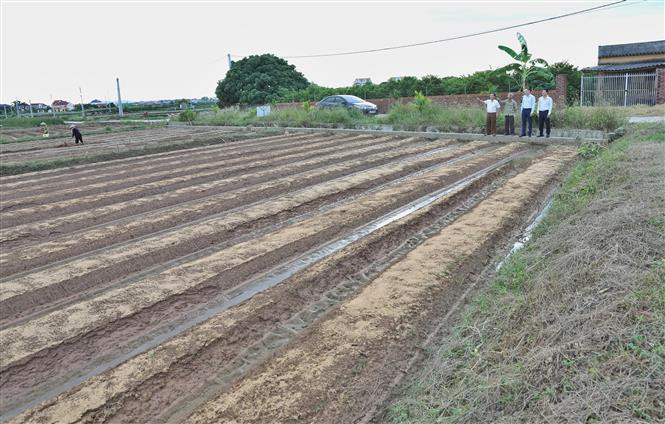 Những cánh đồng mẫu lớn ở thôn Thanh Sơn, xã Đông Phú, huyện Lục Nam(Bắc Giang) được hình thành từ chính sách dồn điền đổi thửa cho năng suất cao hơn. Ảnh: Danh Lam-TTXVN Bắc Giang xây dựng thành công nông thôn mới nhờ thực hiện tốt quy chế dân chủ ở cơ sở ảnh 1