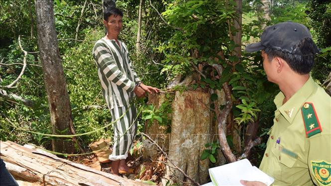 Các đối tượng bị bắt giữ được đưa đi thực nghiệm hiện trường vụ phá rừng tại Kbang. Ảnh: Nguyễn Hoài Nam – TTXVN Bắt khẩn cấp 7 đối tượng liên quan đến vụ phá rừng tại huyện Kbang ảnh 1