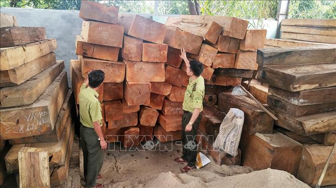 Tang vật thu được của vụ phá rừng tại huyện Kbang. Ảnh: Nguyễn Hoài Nam-TTXVN Bắt khẩn cấp 7 đối tượng liên quan đến vụ phá rừng tại huyện Kbang ảnh 2